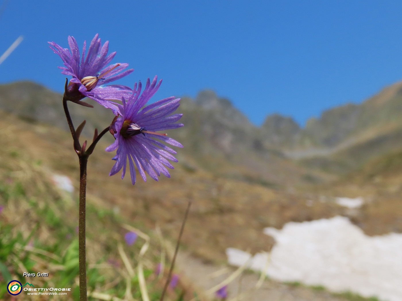 32 Soldanella alpina (Soldanella alpina ) con vista in Valletto.JPG